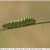 pap machaon larva10 kher